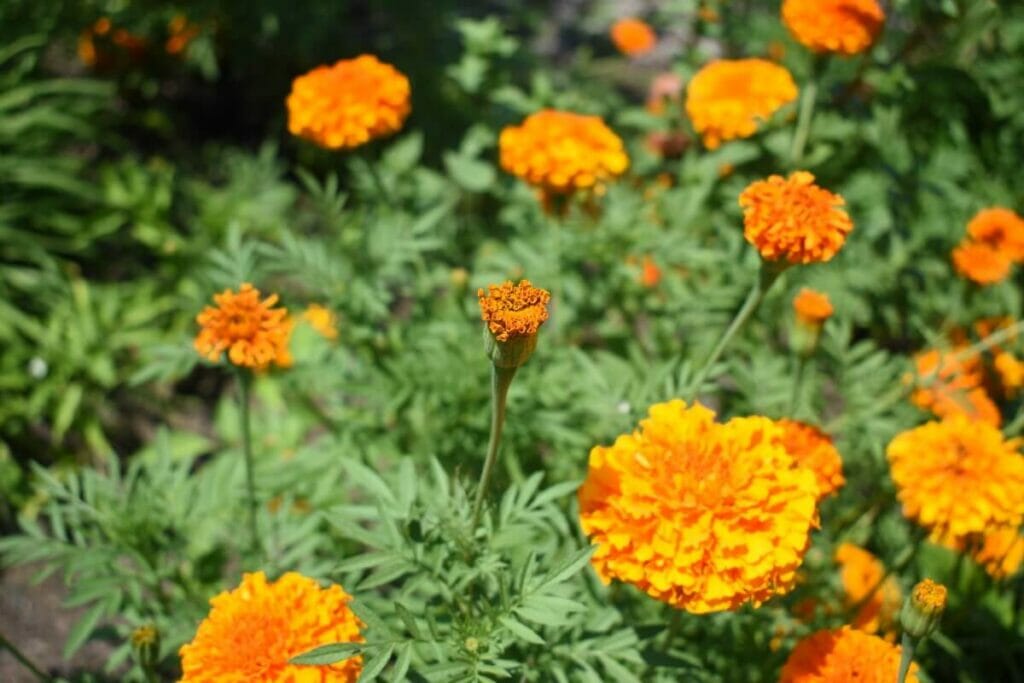 Signification de l'œillet orange