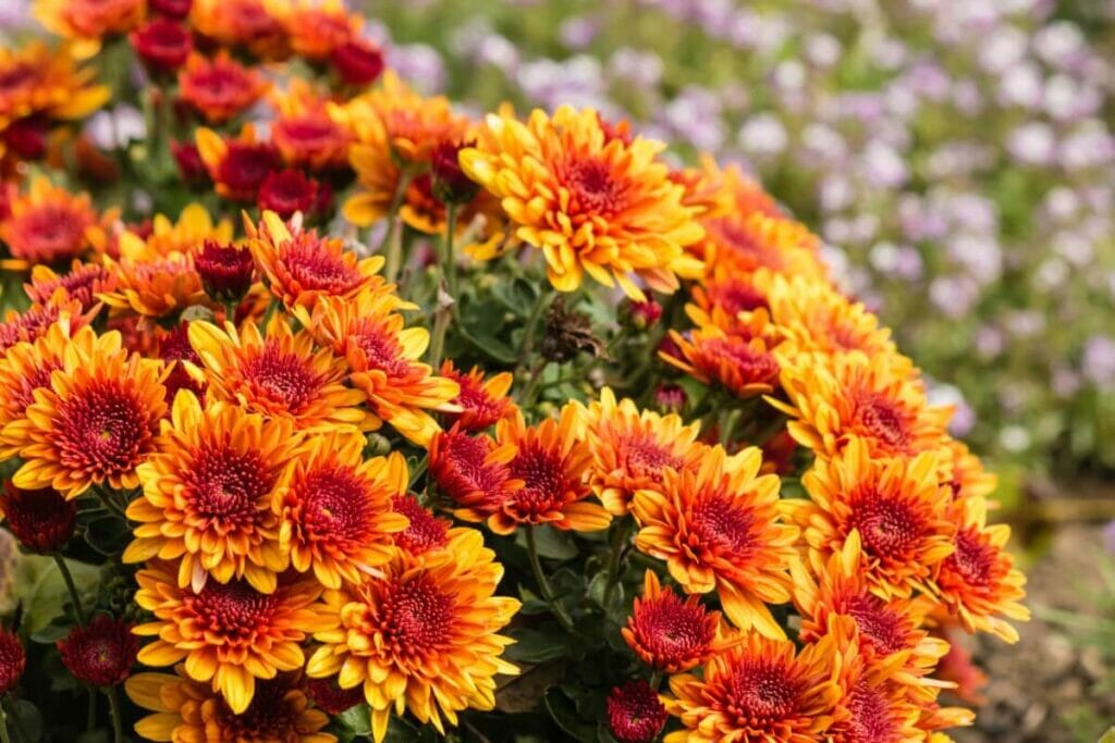 Chrysanthèmes orange signification