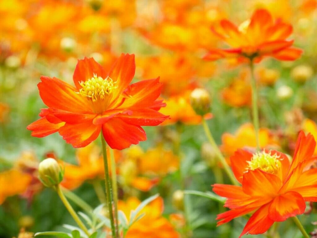 Signification de la fleur de Cosmos orange