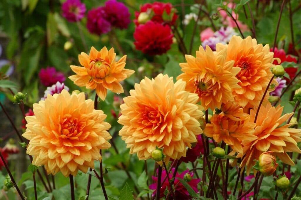Signification de la fleur de dahlia orange