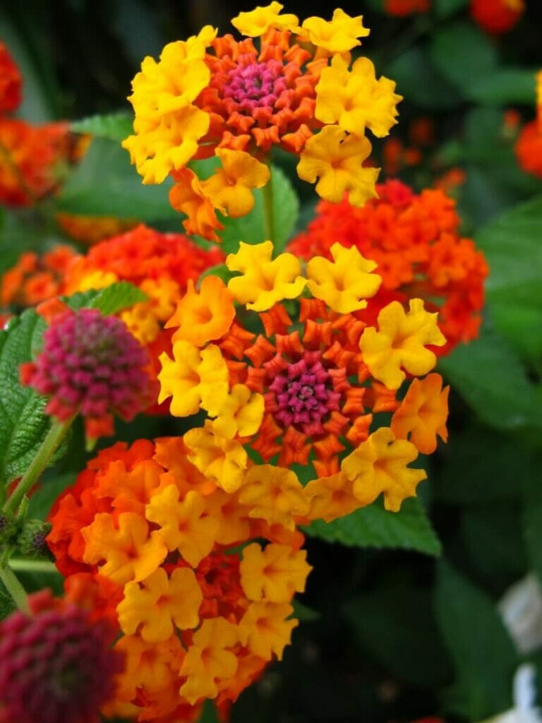 Signification de la fleur de Lantana orange