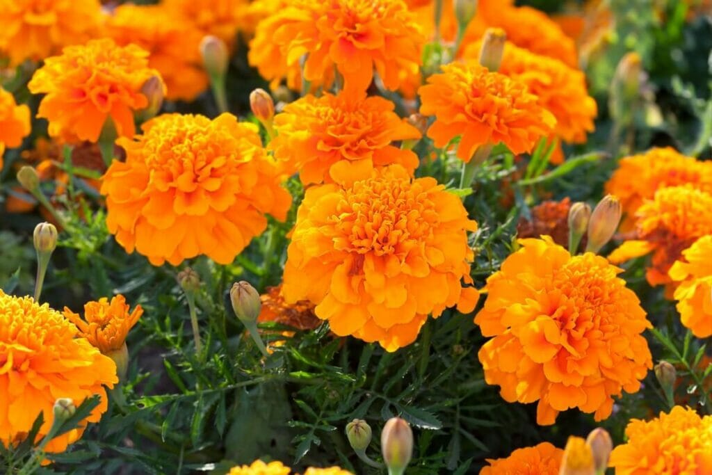 Signification de la fleur de souci orange