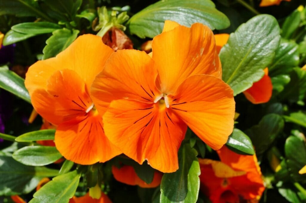 Pensées orangées