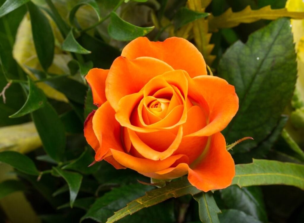 Roses d'oranger