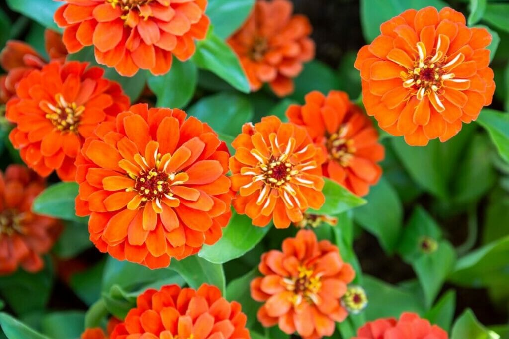 Zinnia