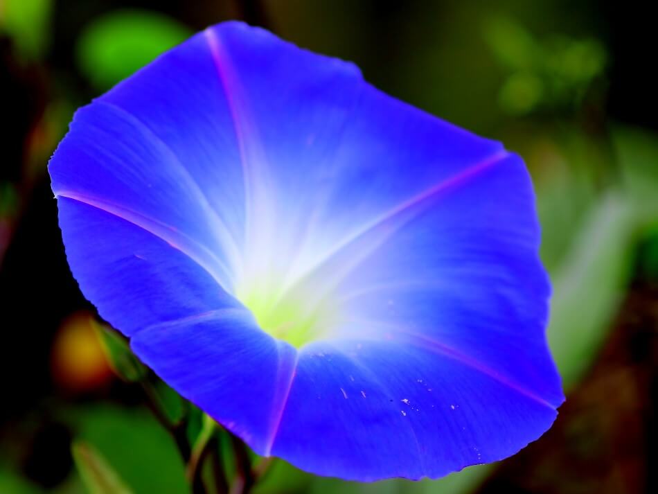 Gloire du matin (Ipomoea tricolor)