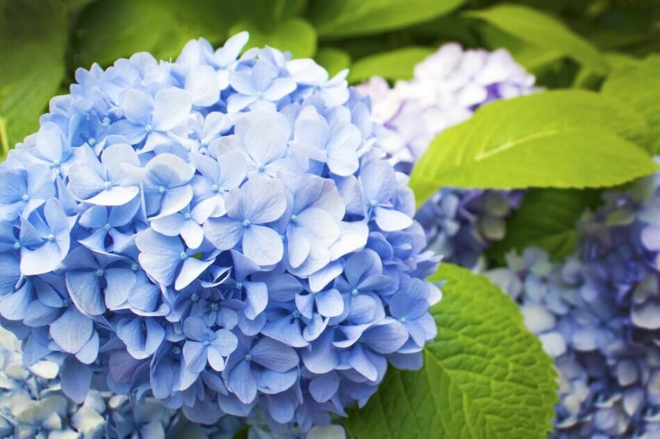 Hortensia (Hydrangea macrophylla)