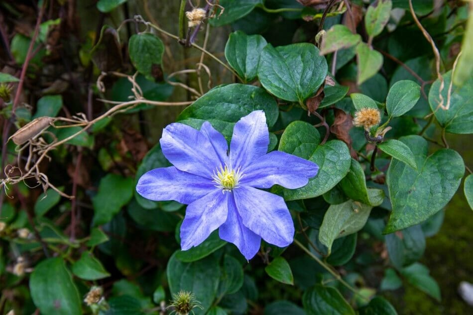 Clématite (Clematis)
