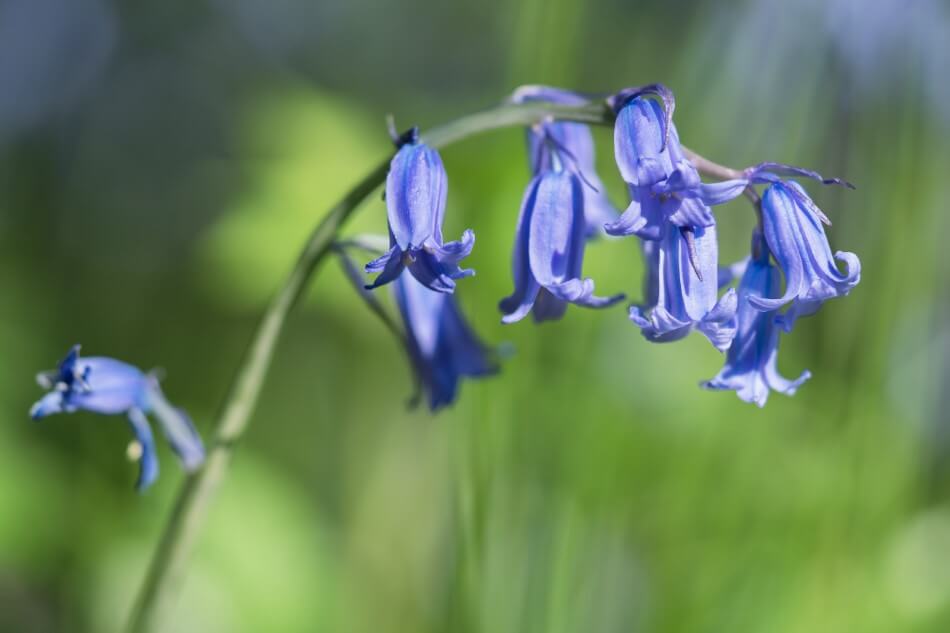 Jacinthe des bois (Hyacinthoides non-scripta)