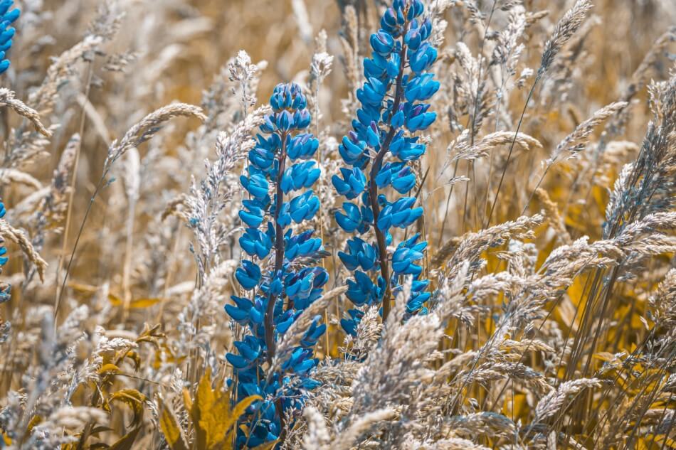Lupin bleu indigène (Lupinus)