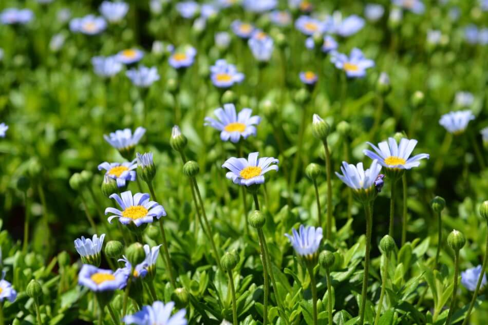 Felicia Daisy (Felicia amelloides)