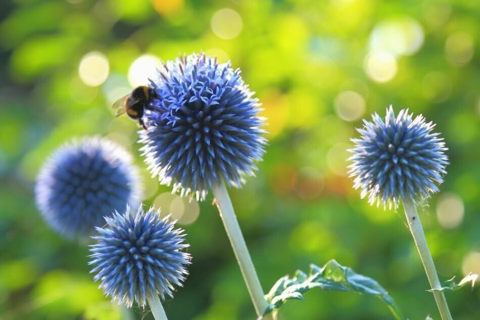Echinops (Echinops)