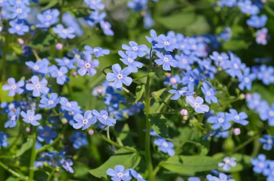 Brunnera (Brunnera macrophylla)