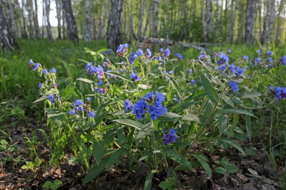 Pulmonaire (Pulmonaria 'Blue Ensign')