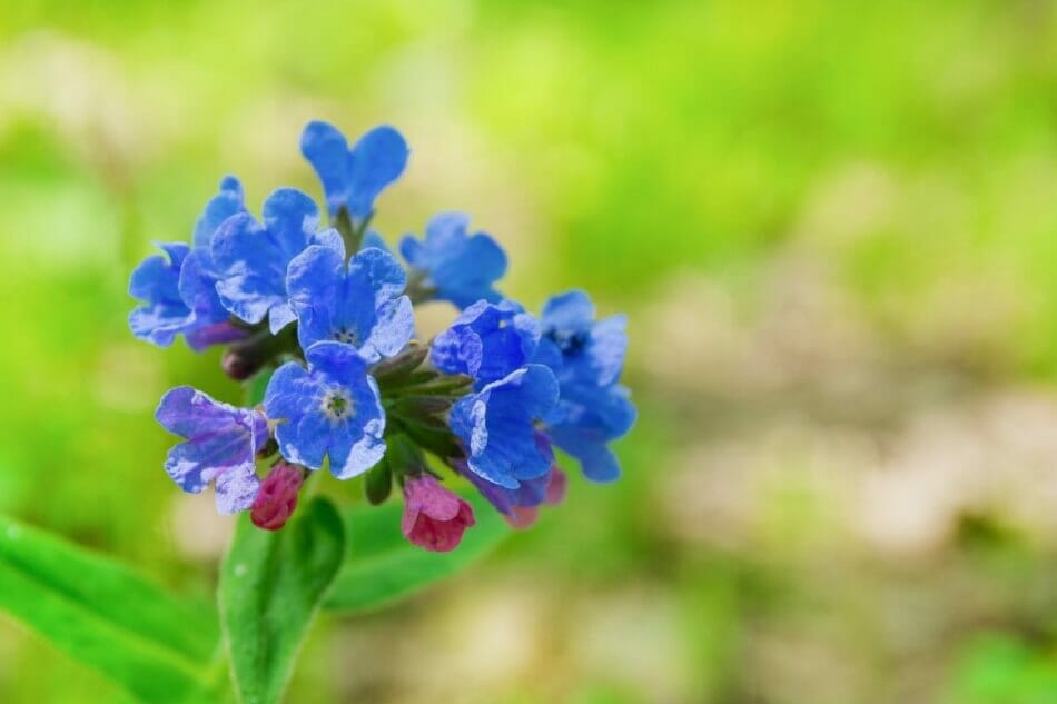 Pulmonaire (Pulmonaria officinalis)