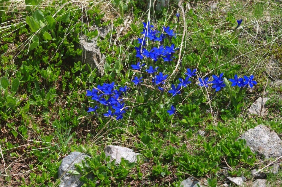 Gentiane saponaire (Gentiana saponaria)