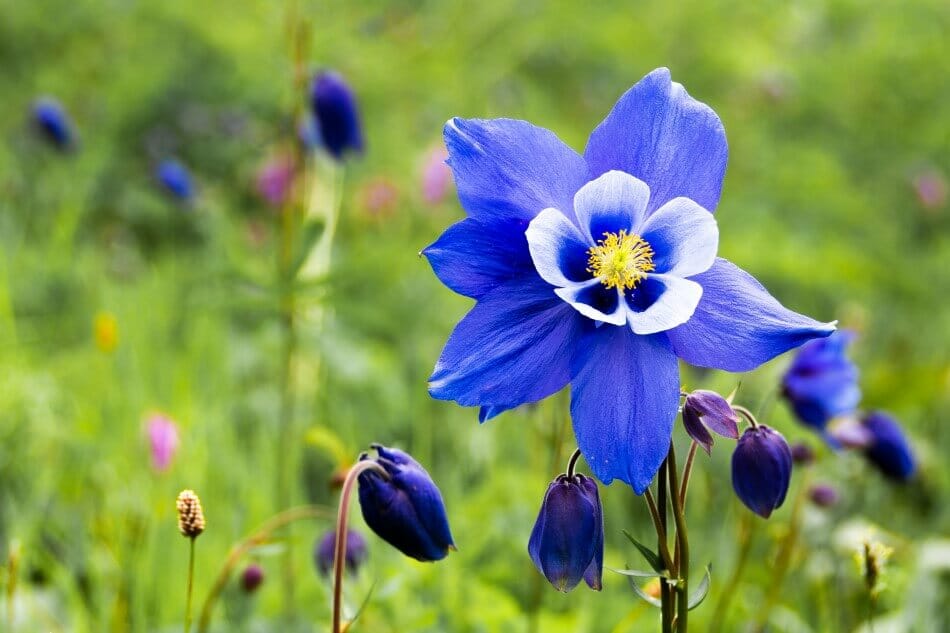 Ancolie (Aquilegia)