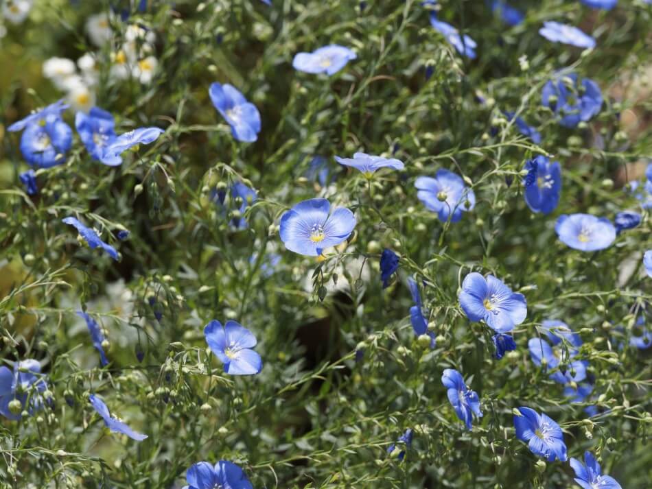 Lin (Linum usitatissimum)