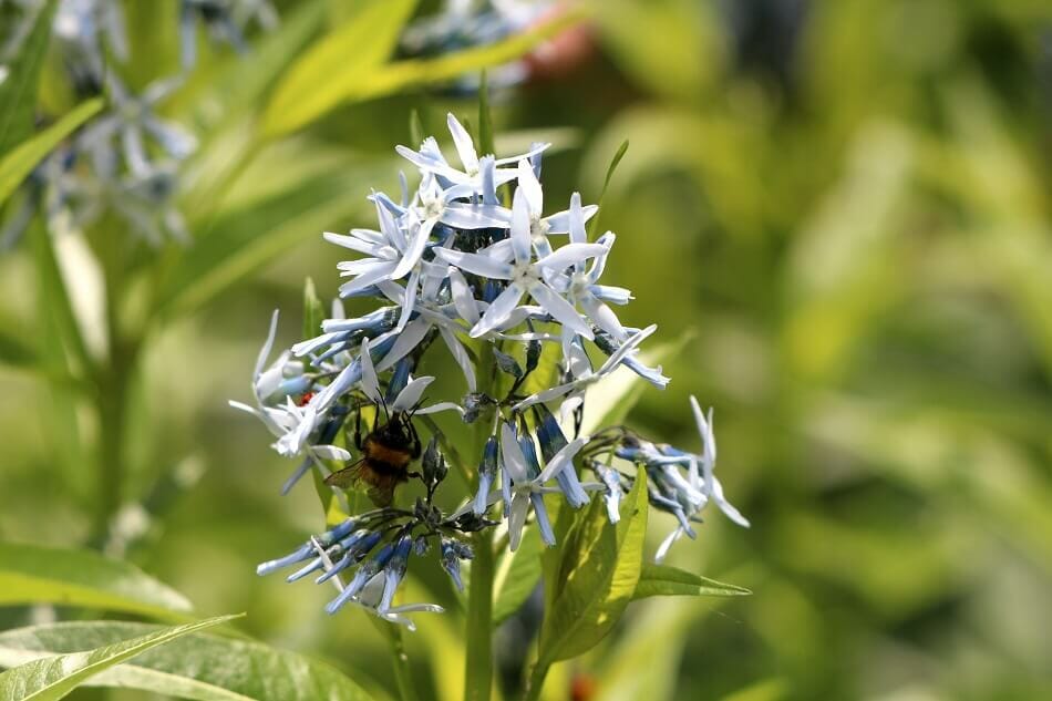 Eglantier (Amsonia tabernaemontana)