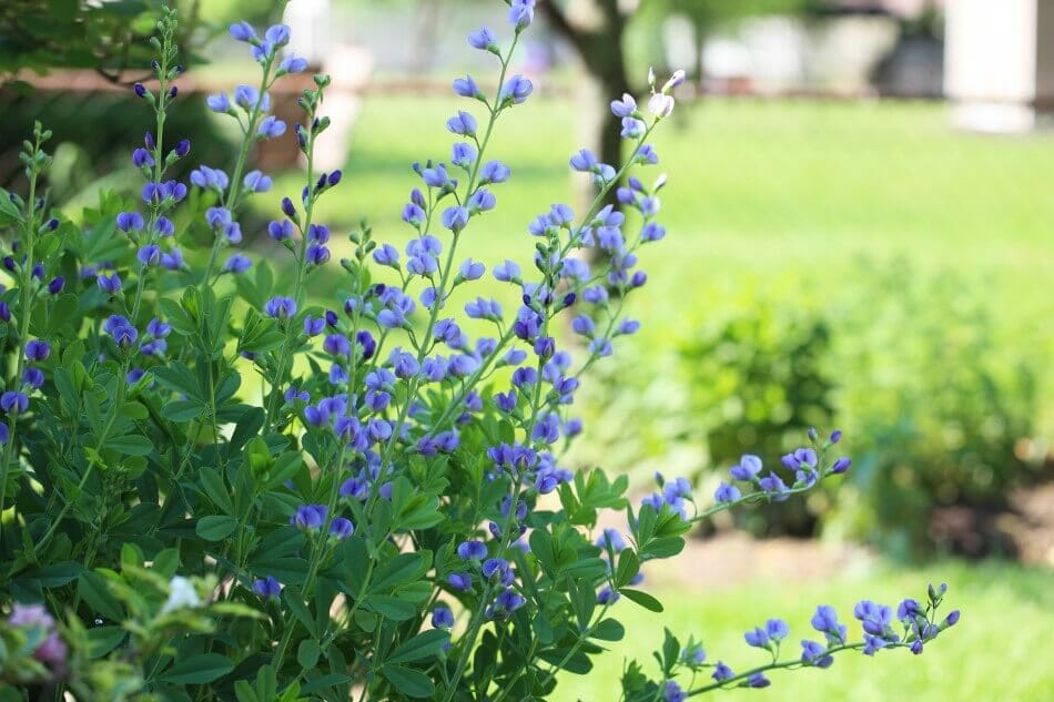 Faux-indigo bleu (Baptisia australis)