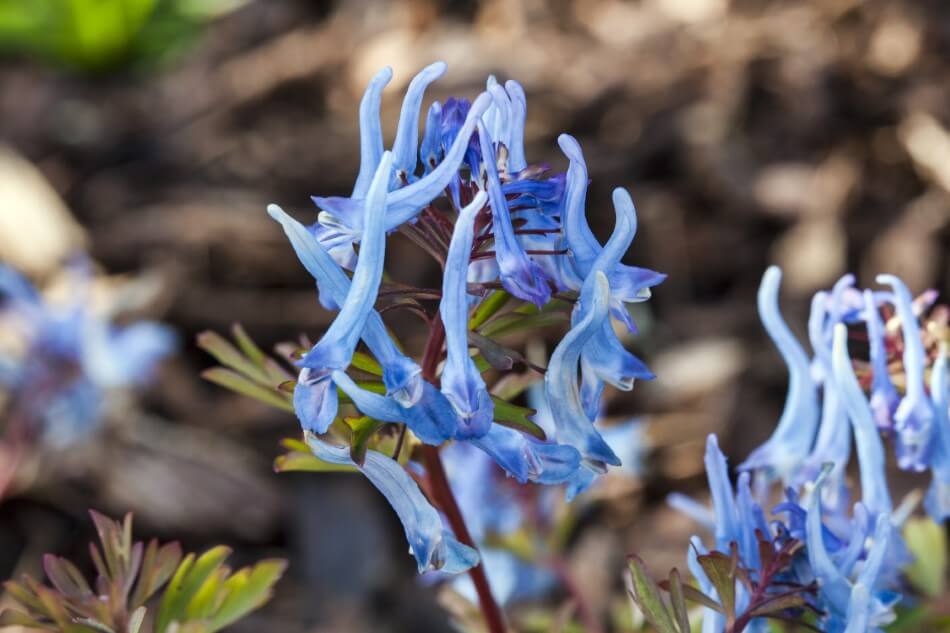 Corydale bleue (Corydalis flexuosa)