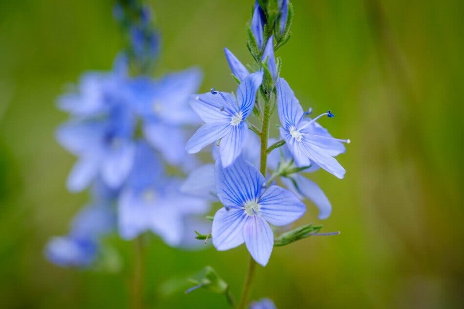Speedwell (Veronica)