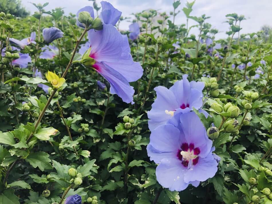 Hibiscus (Hibiscus syriacus)