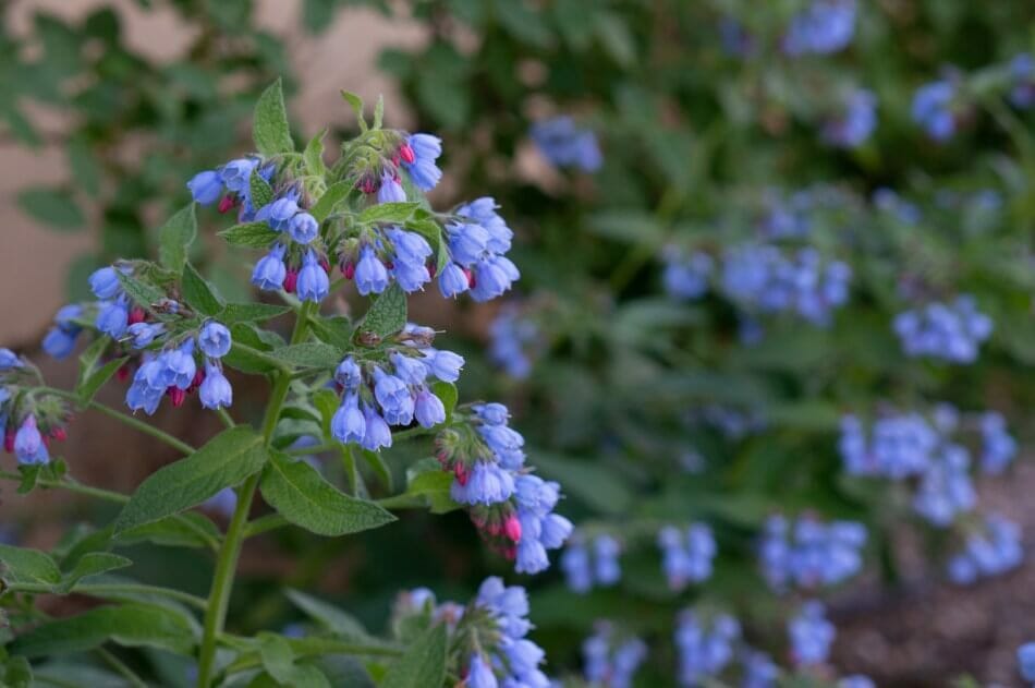 Myrtille de Virginie (Mertensia virginica)