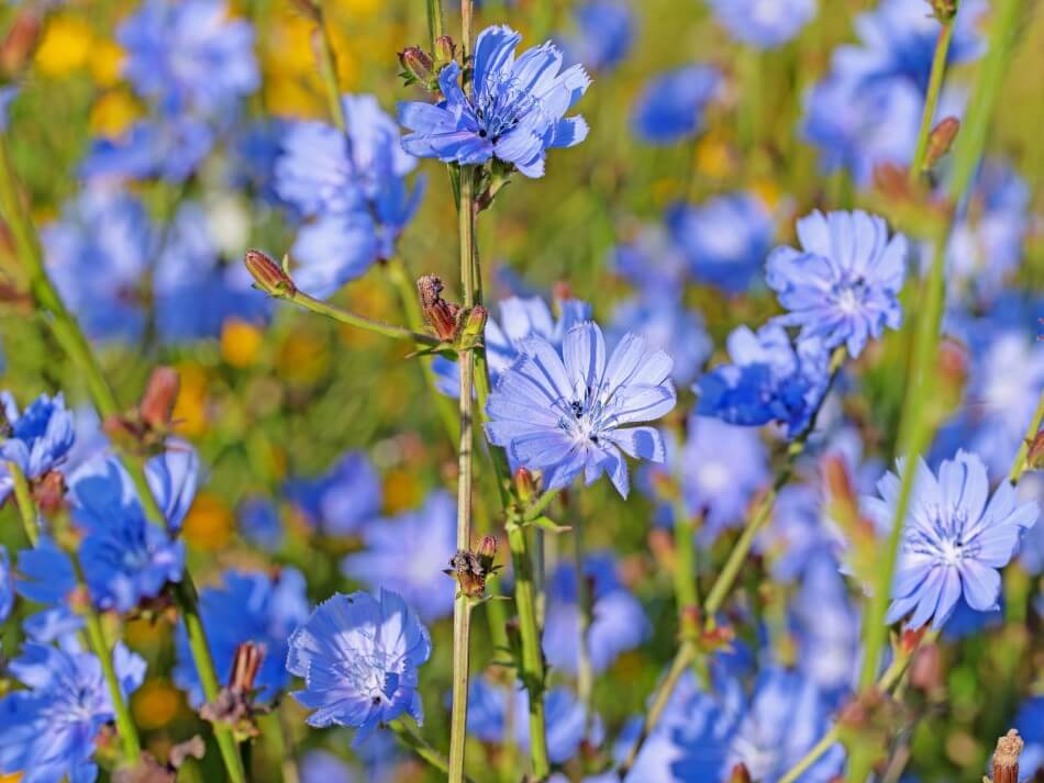 Fleur de chicorée, pissenlit bleu (Cichorium intybus)