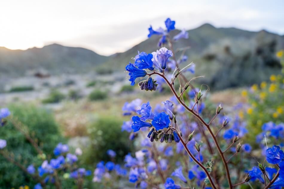 Phacélie du désert (Phacelia campanularia)