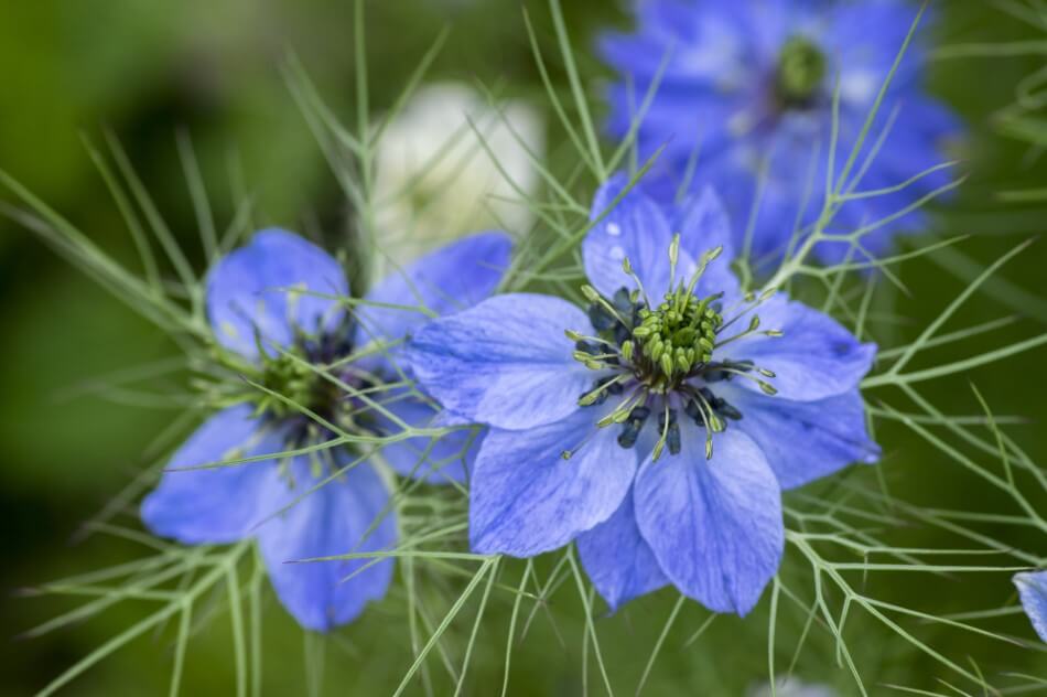 L'amour dans la brume (Nigella damascena)