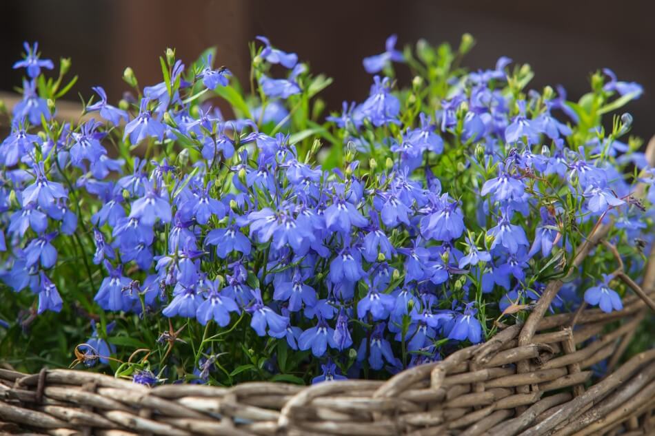 Lobelia (Lobelia)