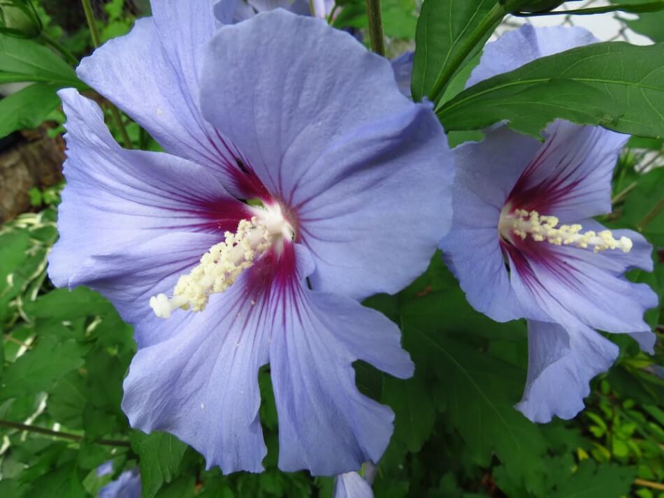 Rose of Sharon
