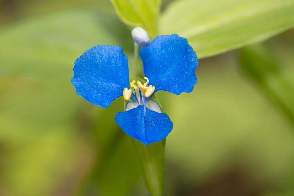 Commelina dianthifolia (Commelina dianthifolia)