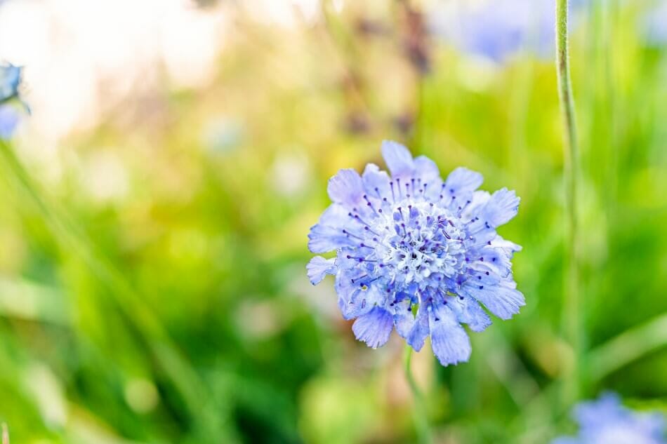 Scabiosa (Scabiosa)