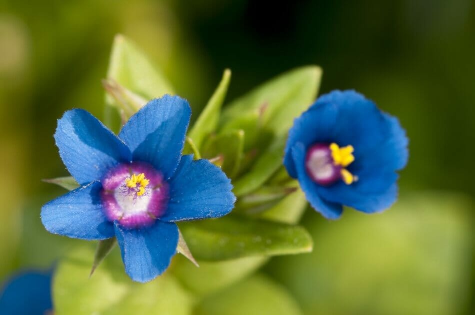 Verre météorologique du pauvre (Anagallis arvensis)