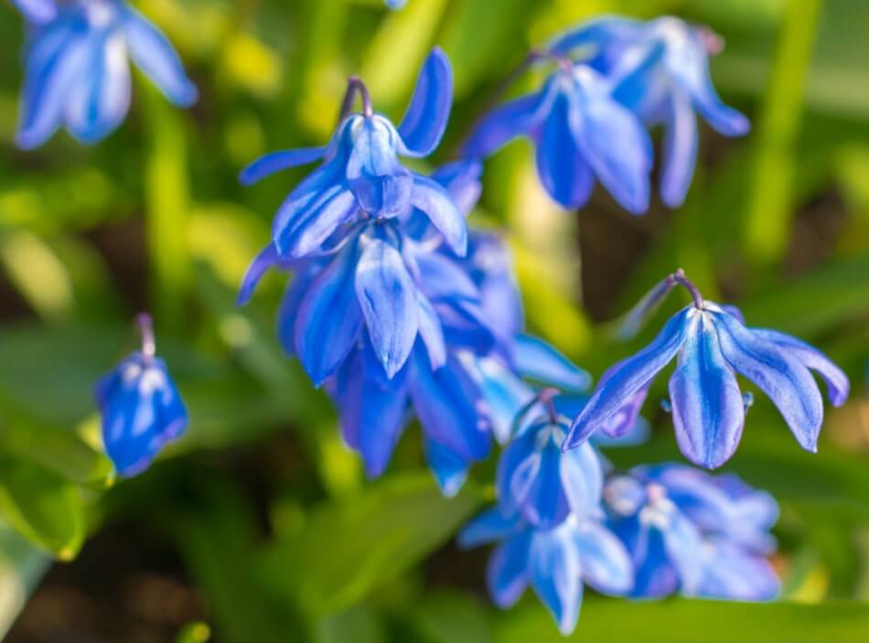 Scille de Sibérie (Scilla siberica)