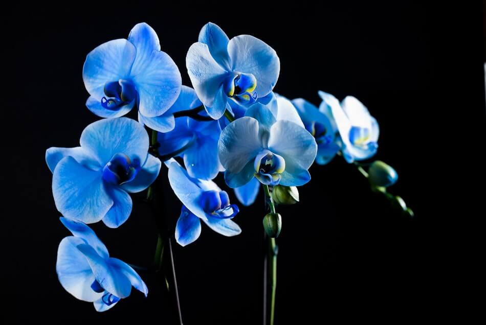 Orchidées bleues mystiques (Orchidaceae)
