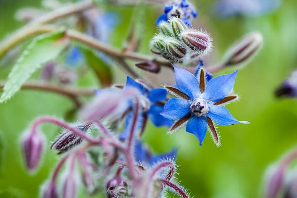 La fleur d'étoile (Borago officinalis)