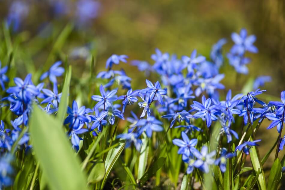 Gloire de la neige (Chionodoxa)