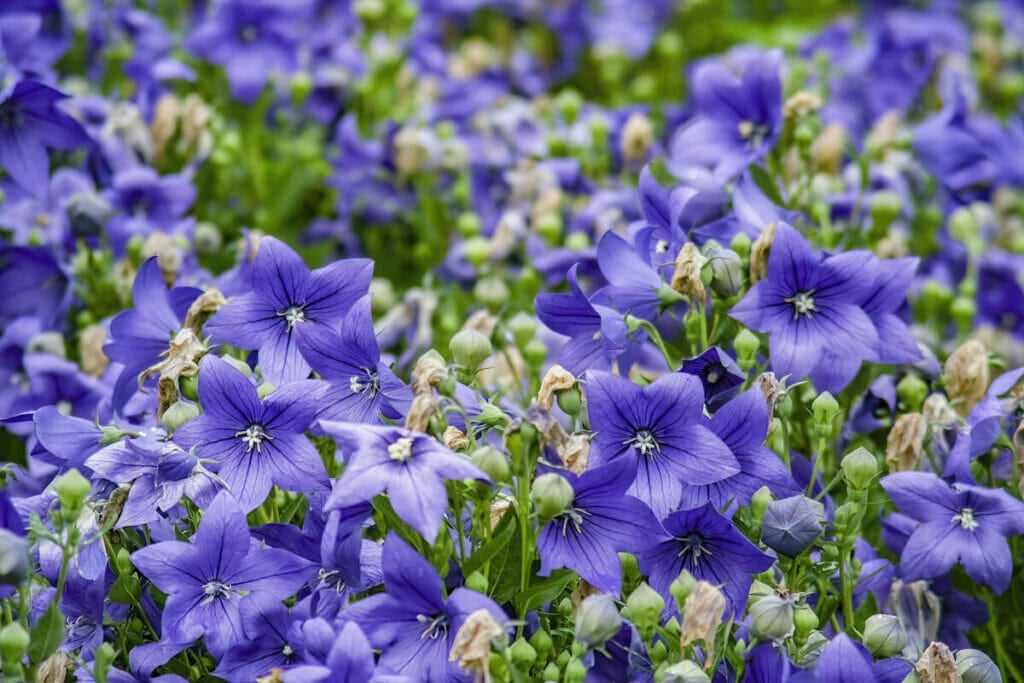 platycodon grandiflorus bleu fleurs de clocher dans un champ