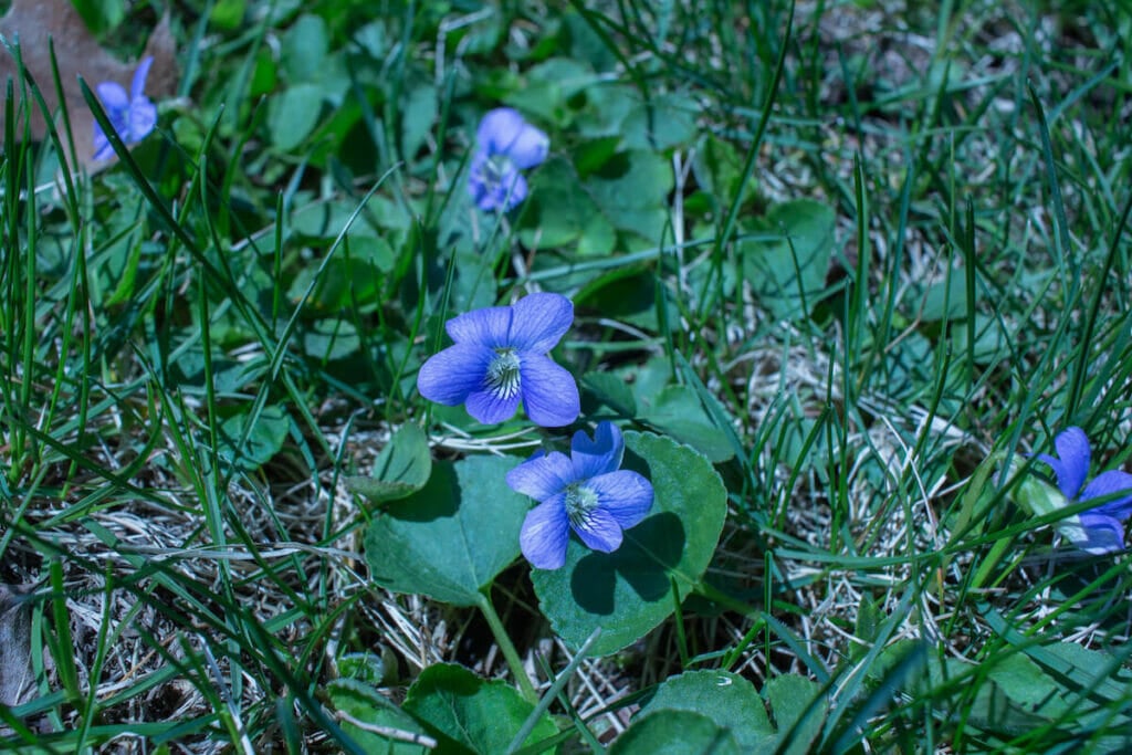 Vue rapprochée de violettes bleues (viola sororia) poussant dans une pelouse au printemps.