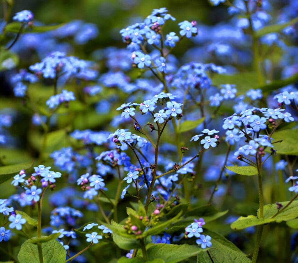 Buddleia davidii 'Empire Blue' (Buddleja davidii 'Empire Blue')
