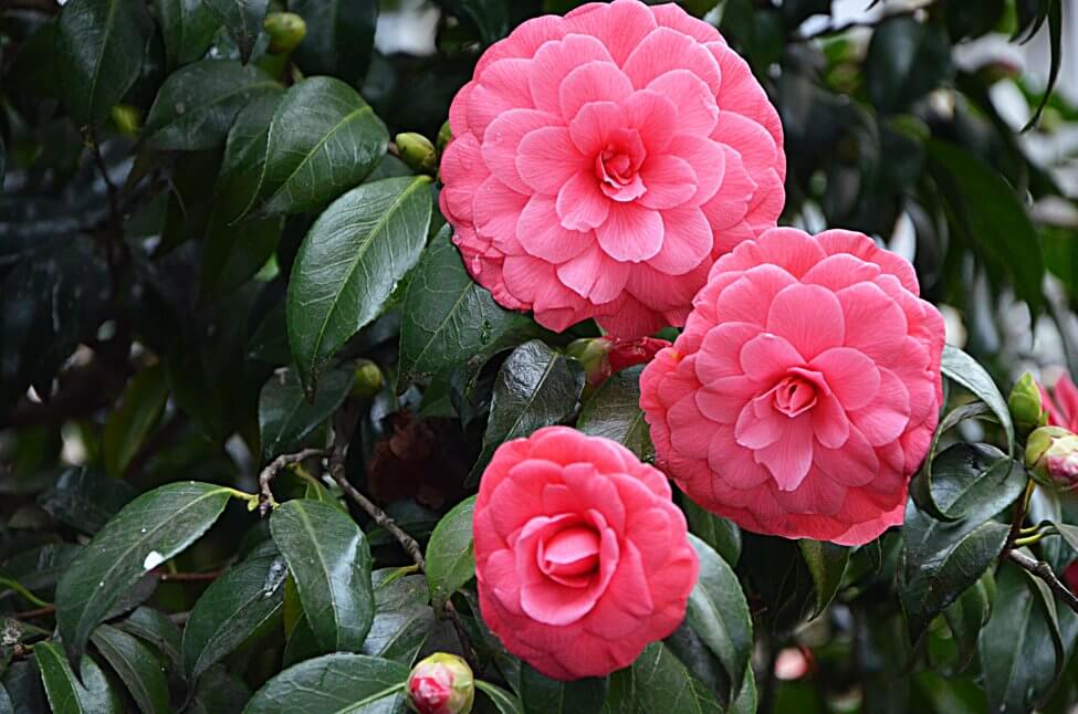 Camélia (Camellia) Fleurs roses