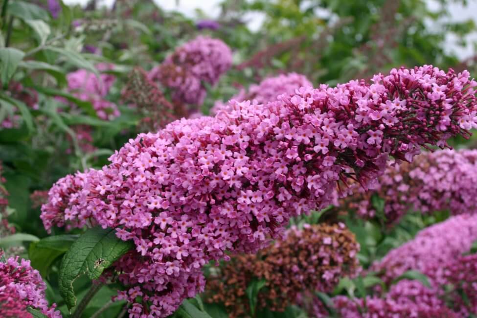 Butterfly Bush (Buddleja) Fleurs roses