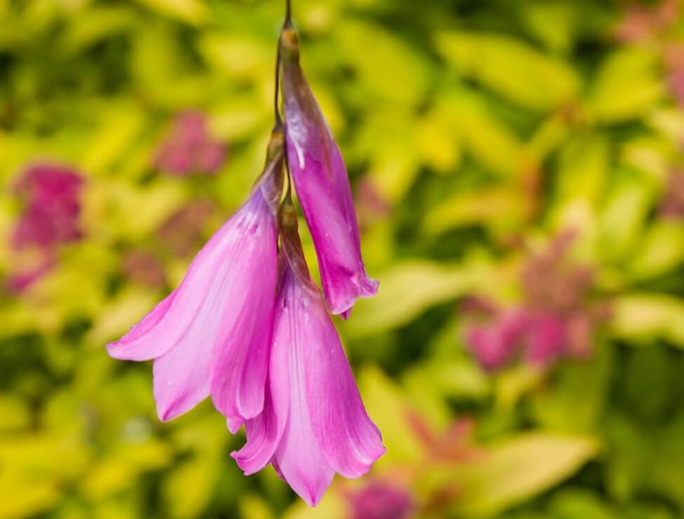 Canne à pêche de l'ange Fleurs roses
