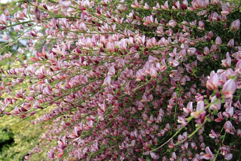 Genêt (Genista) Fleurs roses