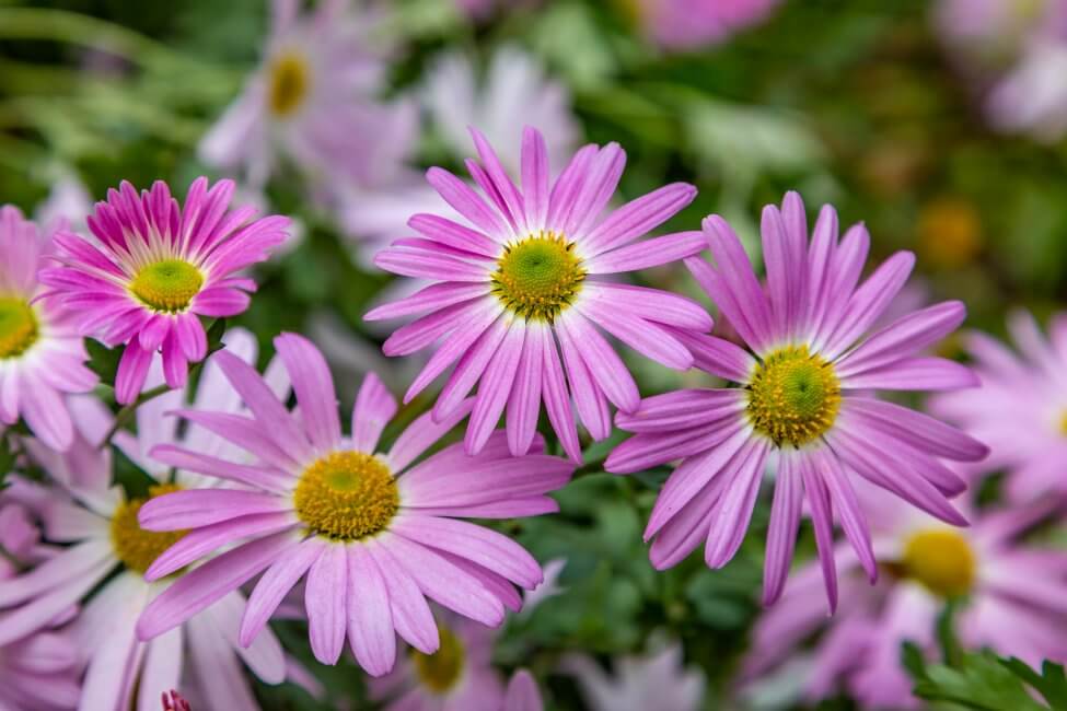 Marguerites africaines (Osteospermum) Fleurs roses