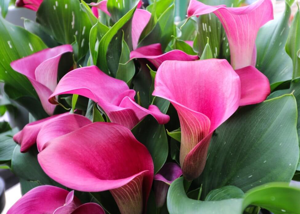 Lys Calla (Zantedeschia) Fleurs roses