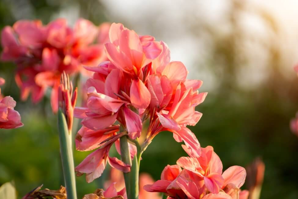 Lys de Canna (Canna) Fleurs roses